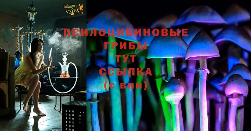 купить наркотики сайты  Микунь  Псилоцибиновые грибы Cubensis 